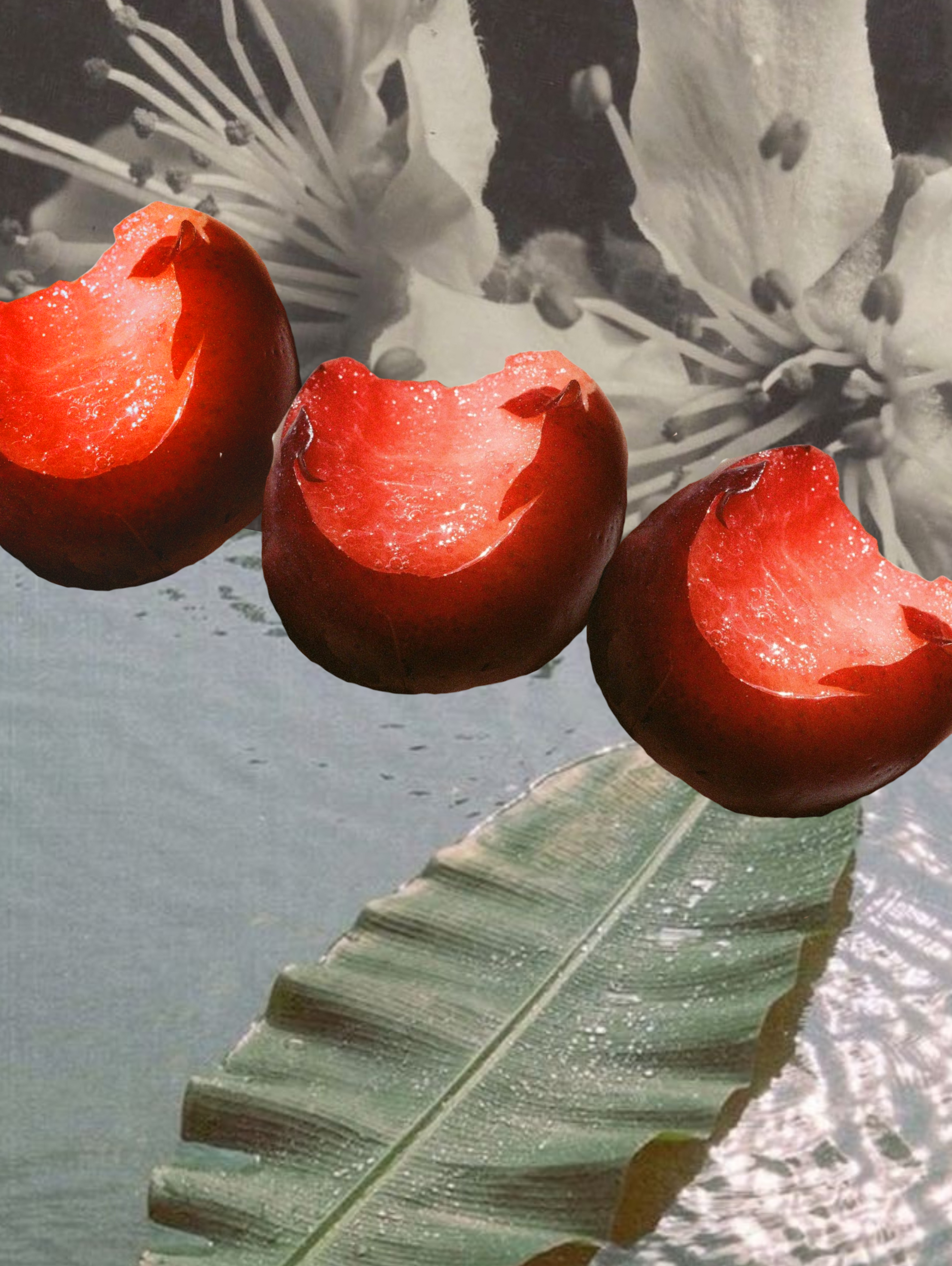 Ume Shiso Micro-Gummies