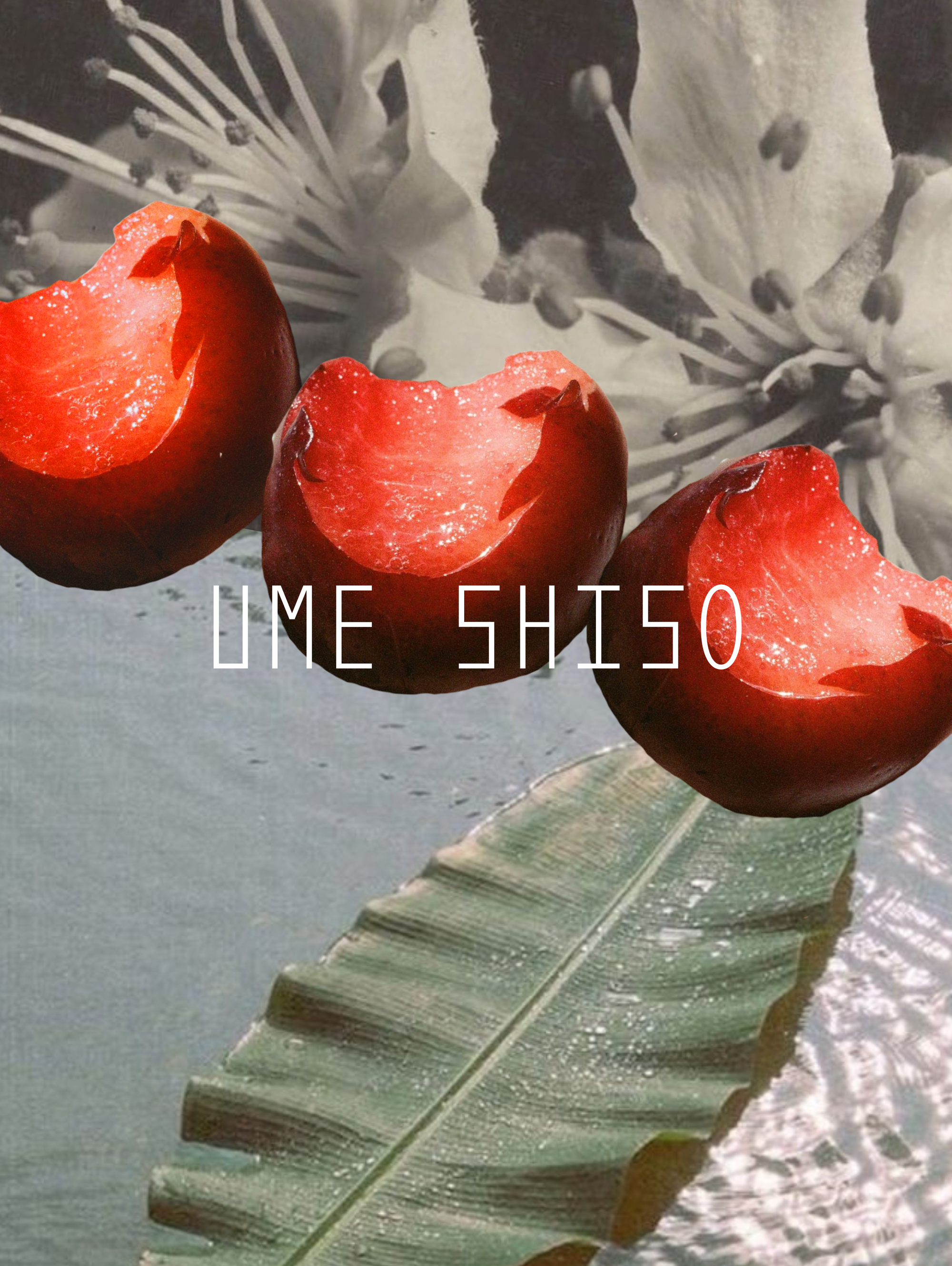 Ume Shiso Micro-Gummies
