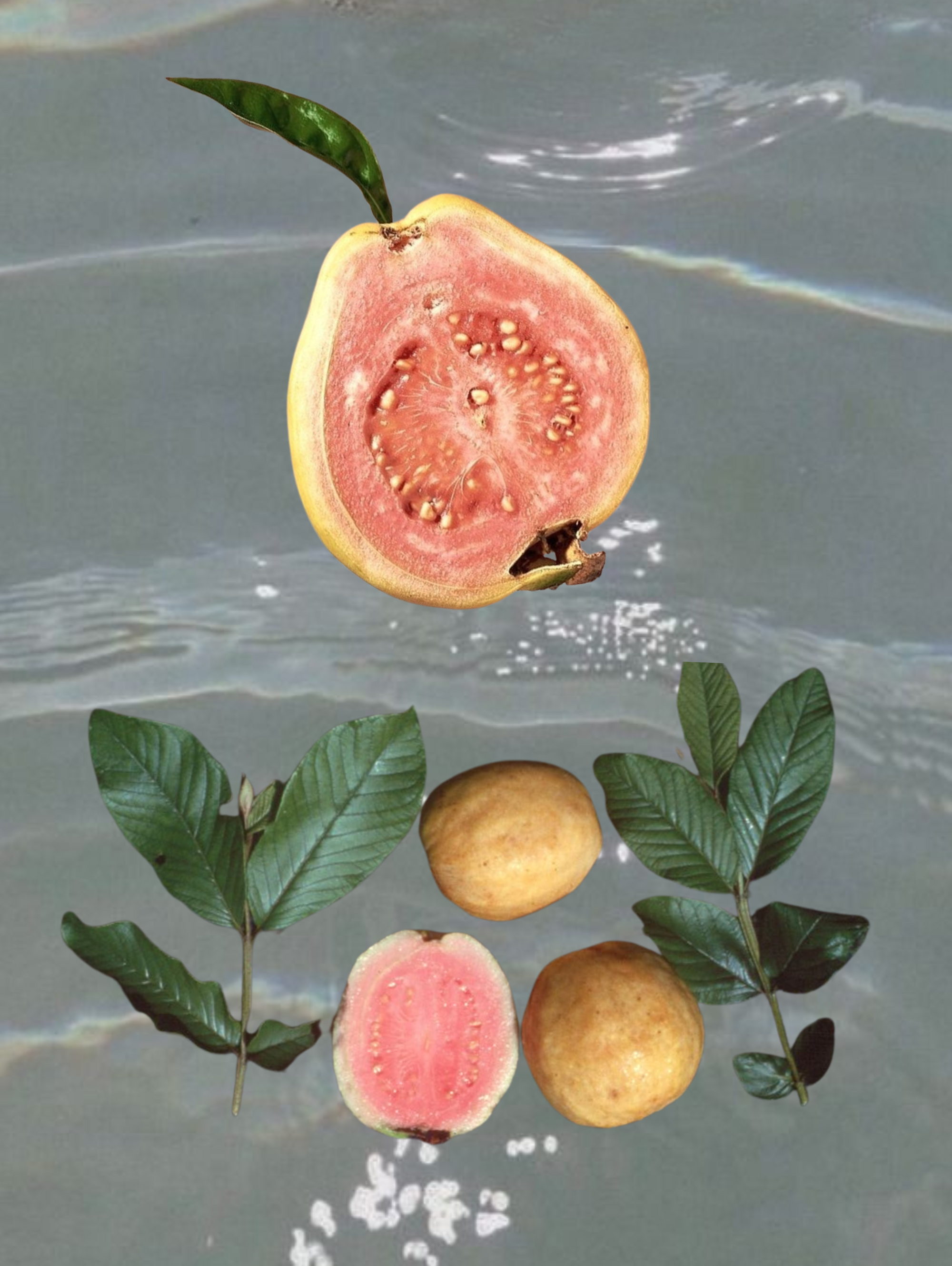 Guava Micro-Gummies