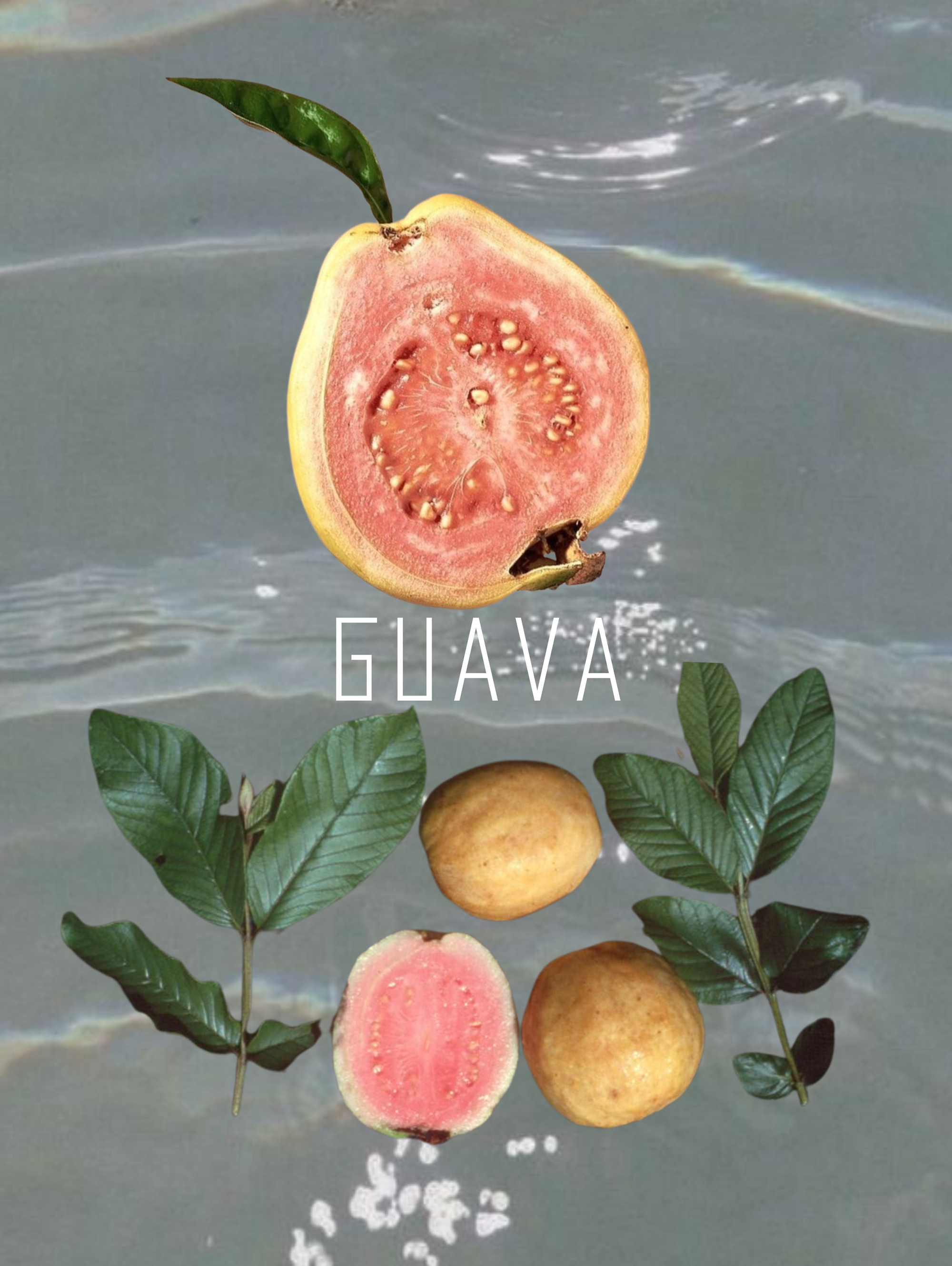 Guava Micro-Gummies